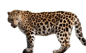 Leopard PNG-14810